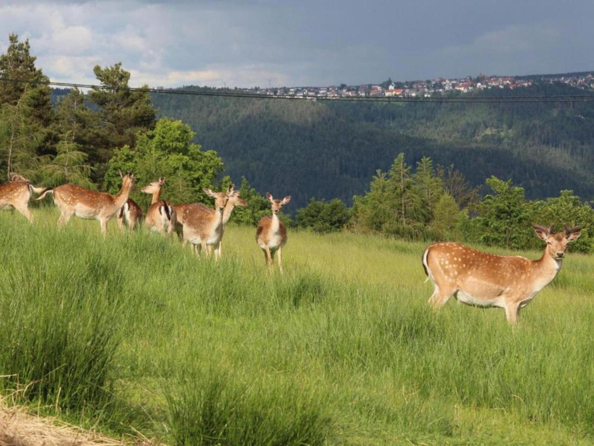 Lovely Apartment In The Black Forest フィリンゲン・シュヴェニンゲン エクステリア 写真